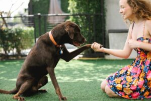 Smartest Dog Breeds