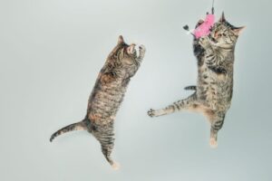How Smart Are Cats