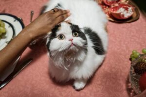 How to pet a cat