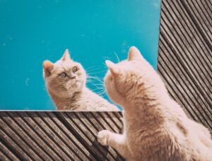 what do cats think about